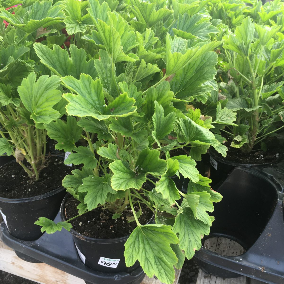 Citronella Geraniums (1 gallon) Flowering Annuals › Anything Grows