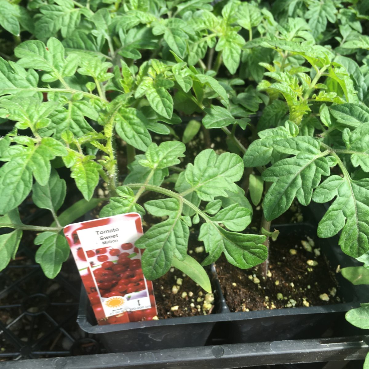 Tomato Plants (Assorted Varieties) Veggie 6 Packs › Anything Grows