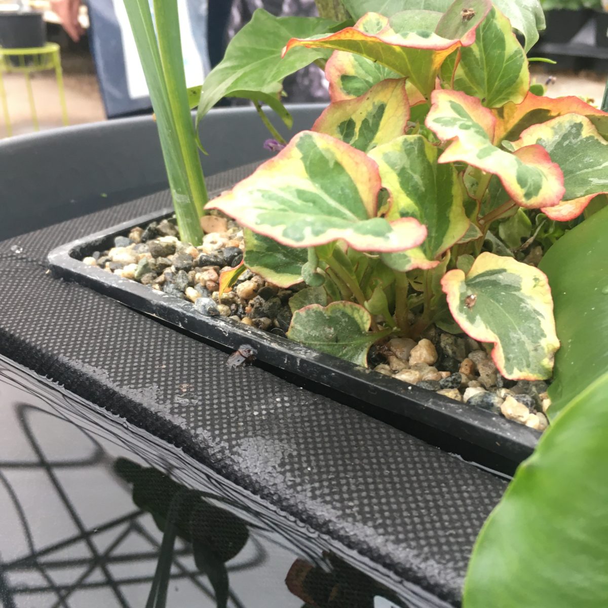 Foam Floating Island Pond & Water Plants › Anything Grows