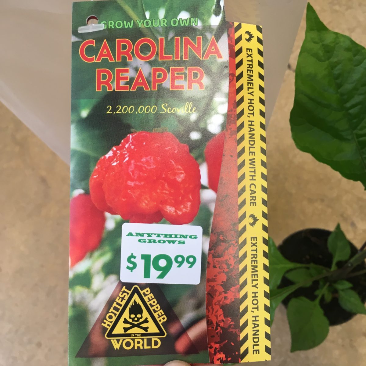 Carolina Reaper Peppers 4″ pot › Anything Grows