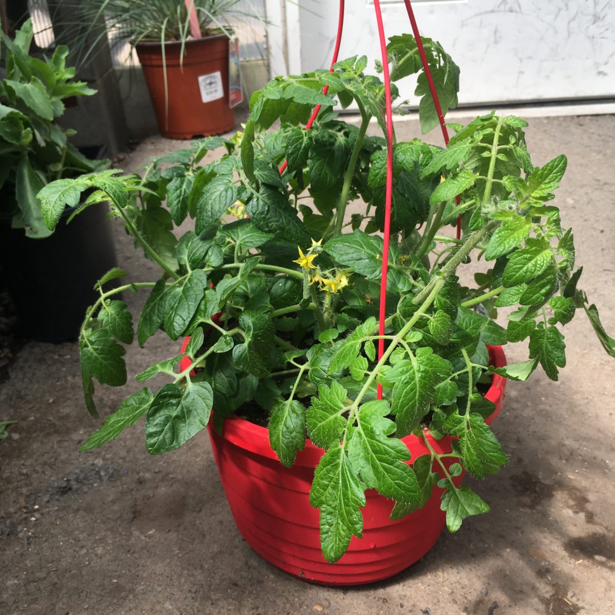 Hanging Tumbler Tomato Plants › Anything Grows
