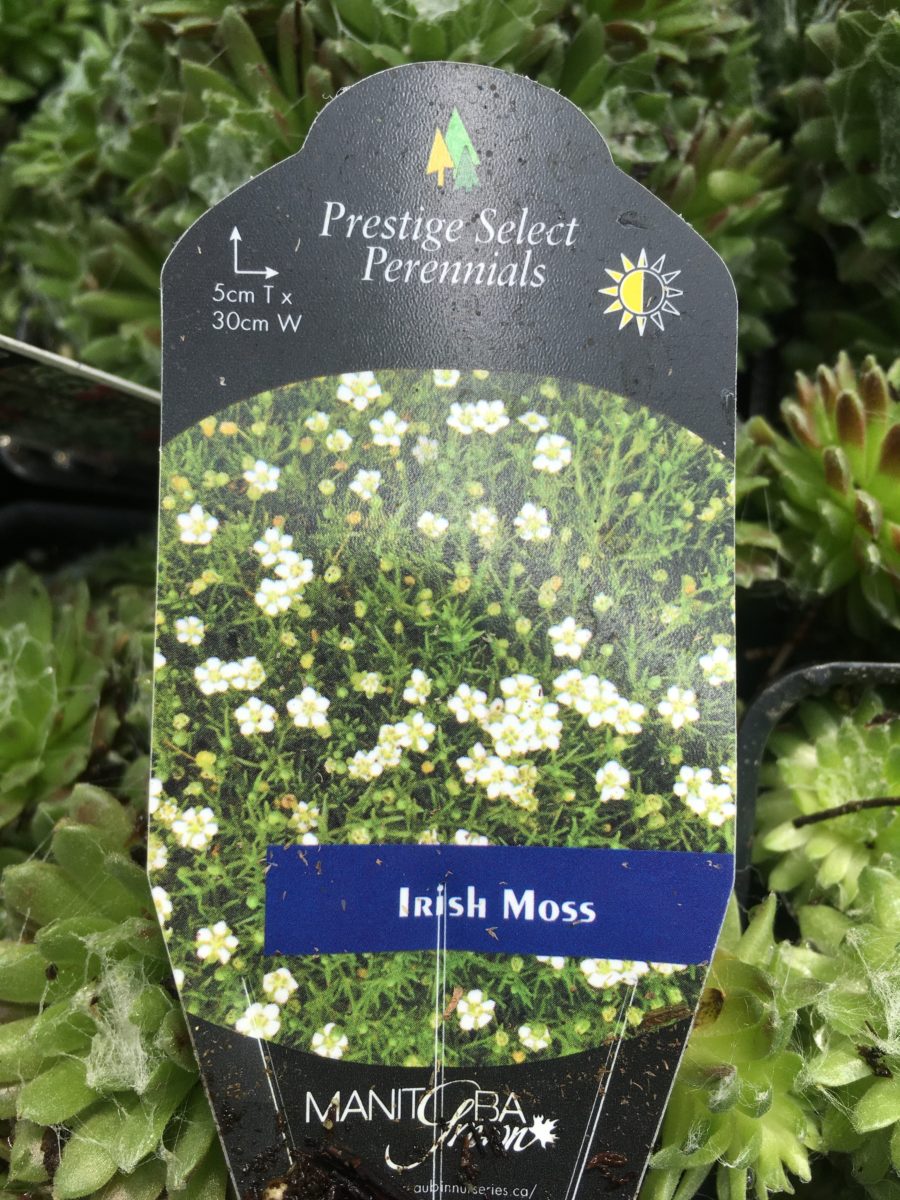 Irish Moss Perennials › Anything Grows