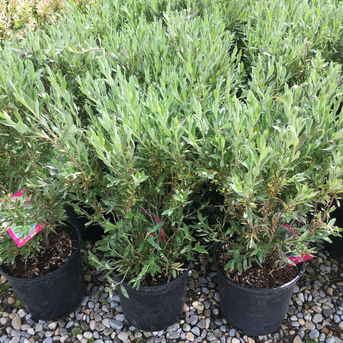 Blue Fox Willow Trees & Shrubs › Anything Grows