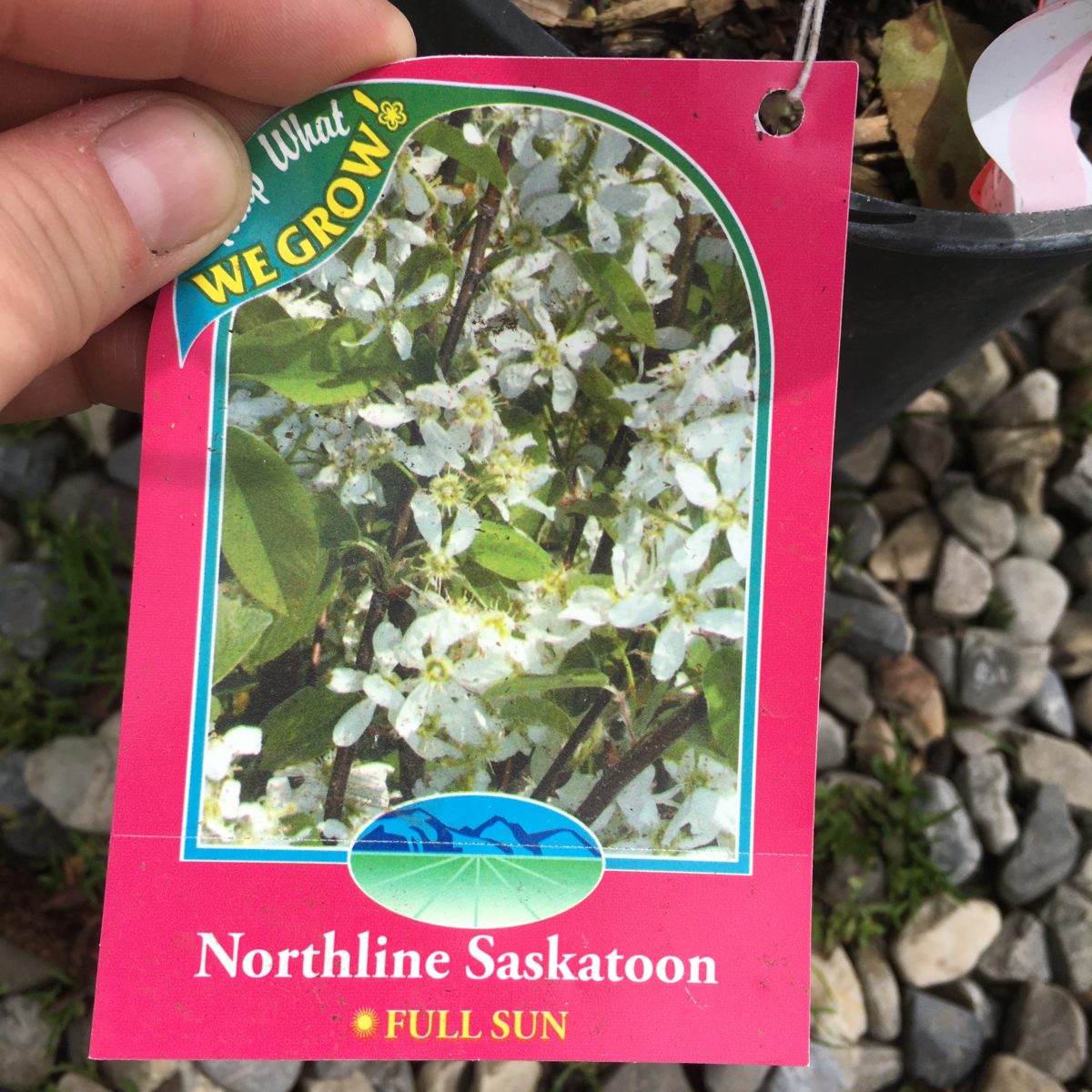 Northline Saskatoon Trees & Shrubs › Anything Grows