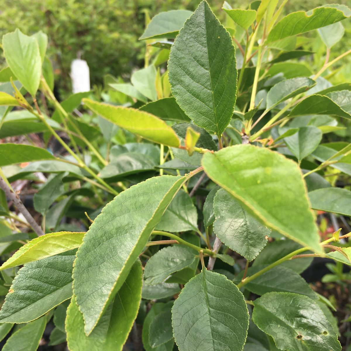 Juliet Cherry Tree Trees & Shrubs › Anything Grows