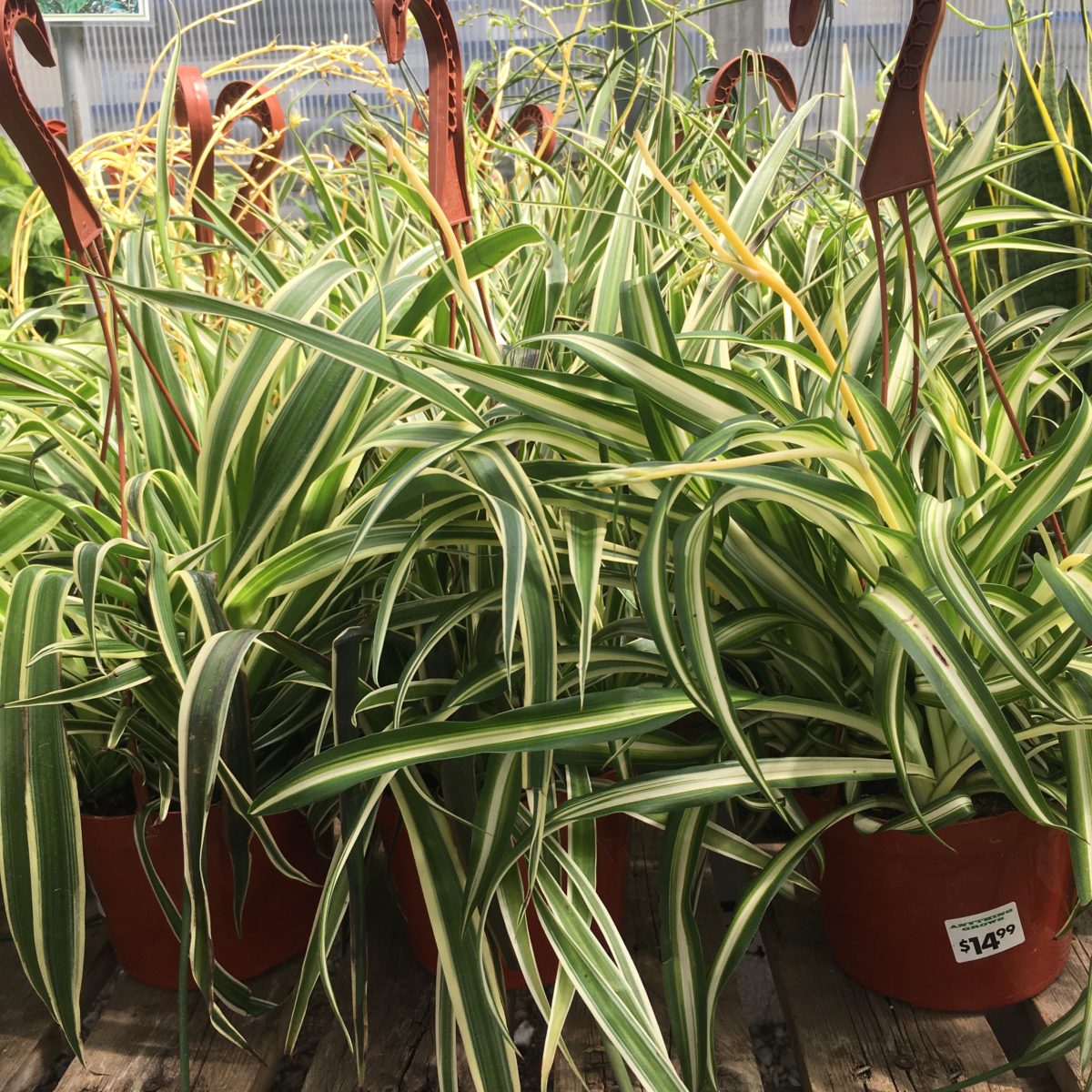 Spider Plants (Chlorophytum Comosum) Tropicals/Houseplants Cochrane
