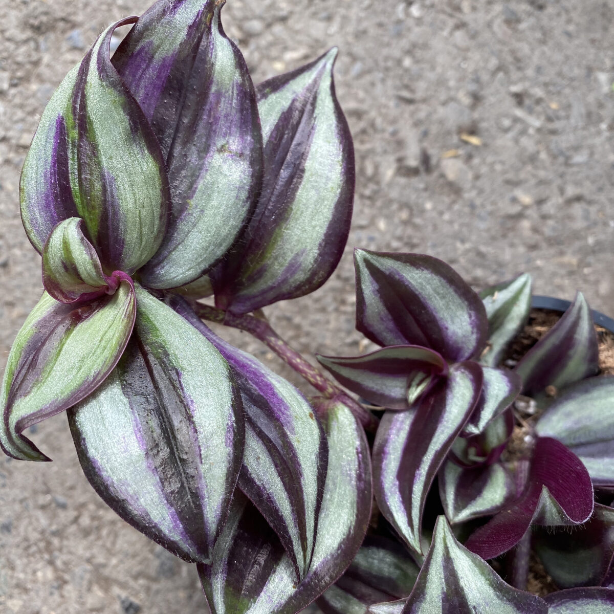 Purple Inch Plant (Tradescantia Zebrina) (Various Sizes) Tropicals