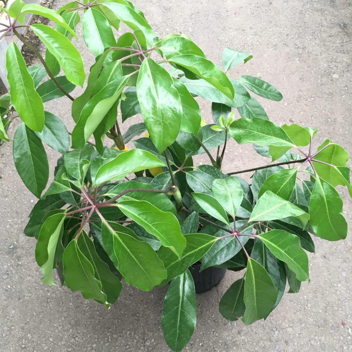 Schefflera ‘Amate’ (Umbrella Tree) (10″ Pot) Tropicals/Houseplants