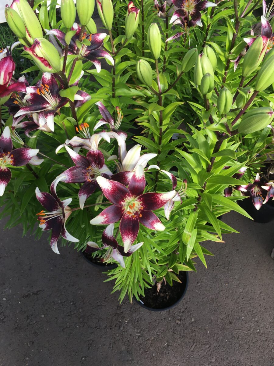 Asiatic Lily Burgundy DoubleSensation (2 gallon pot) Perennials (Sun) › Anything Grows