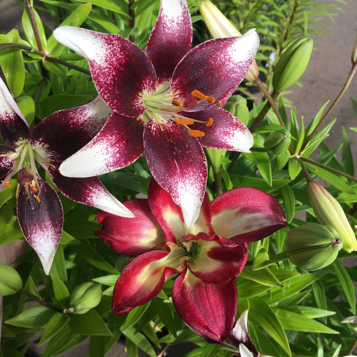 Asiatic Lily Burgundy DoubleSensation (2 gallon pot) Perennials (Sun