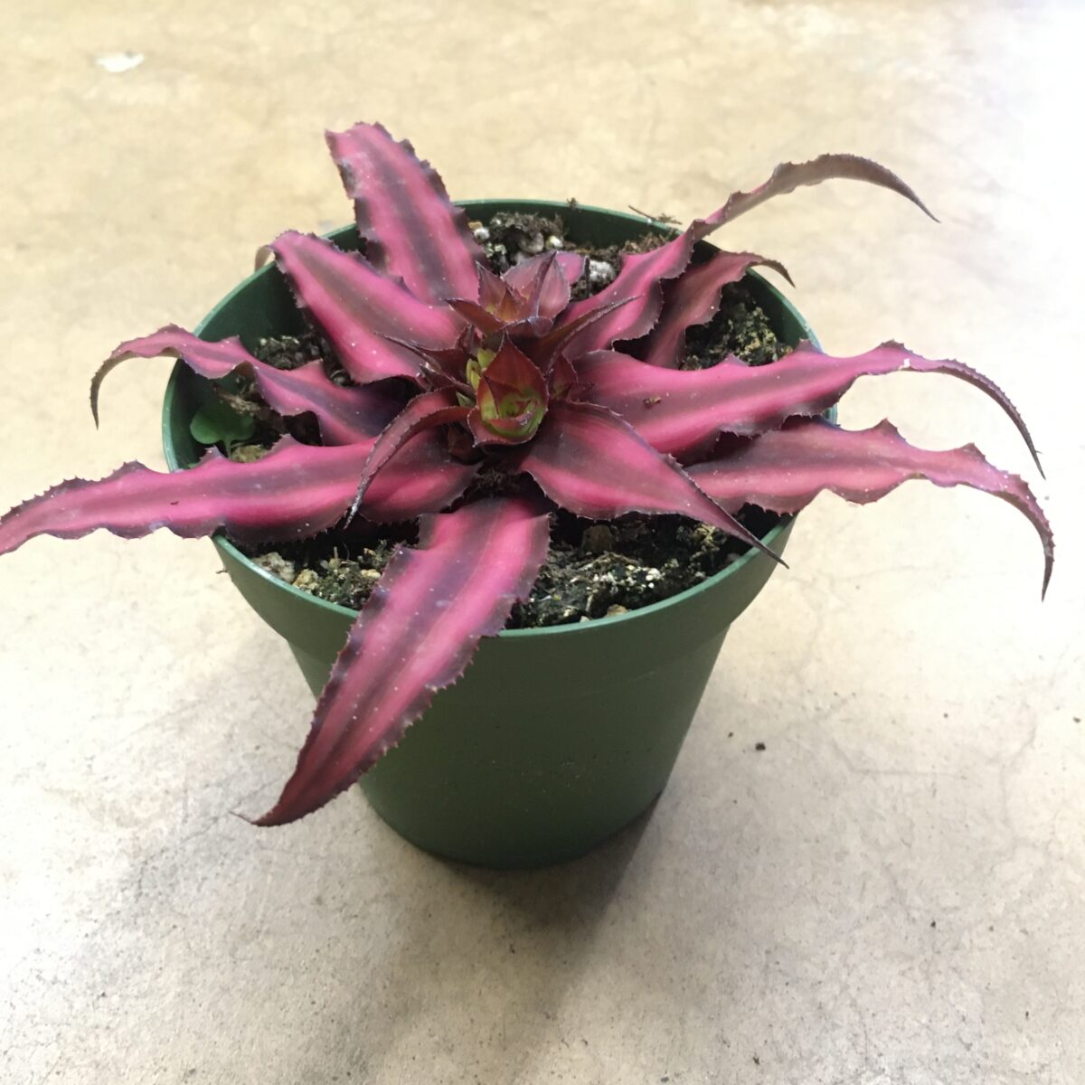 Earth Star (Cryptanthus) (4″ pot) Tropicals & Houseplants › Anything