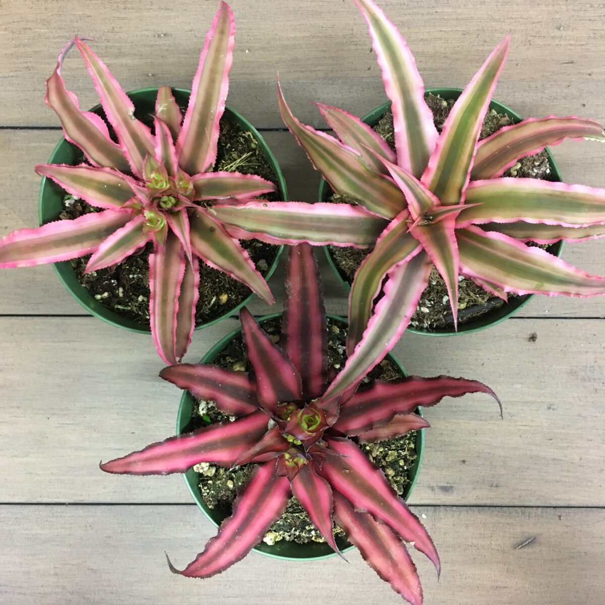 Earth Star (Cryptanthus) (4″ pot) Tropicals & Houseplants › Anything