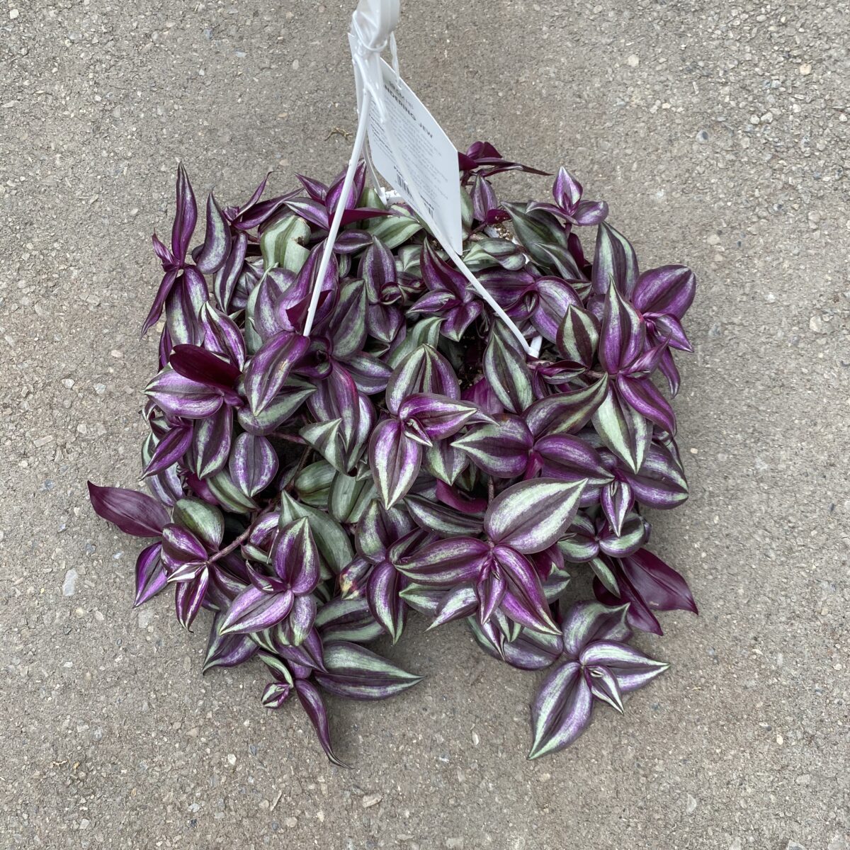 Purple Inch Plant (Tradescantia Zebrina) › Anything Grows