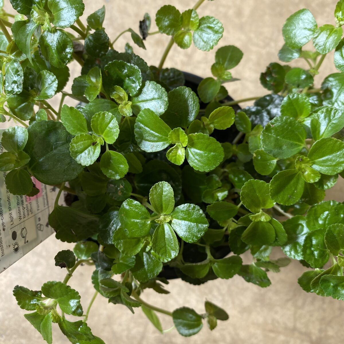 Kiereweed (Pilea depressa) (4″ pot) Tropicals & Houseplants