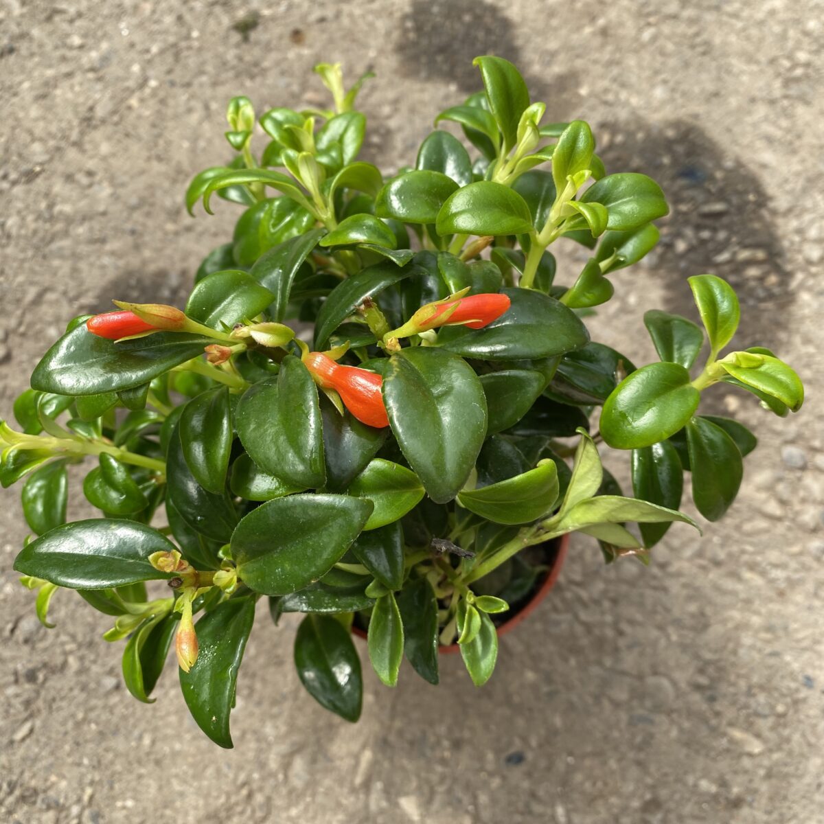 Goldfish ‘Christmas Holly’ Plant (Nematanthus hybrid) Tropicals