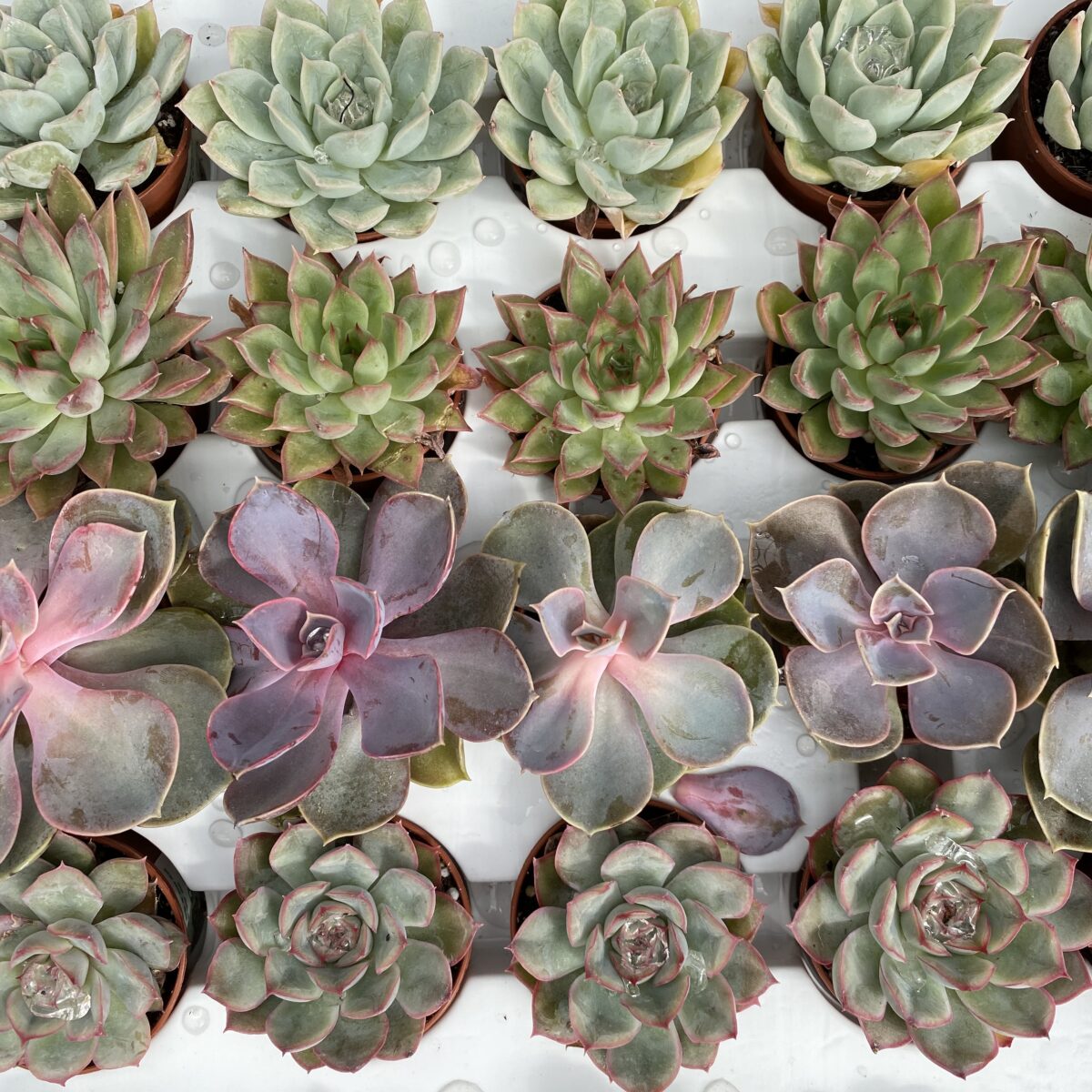 Assorted Mini Echeveria (2″ pots) Tropicals & Houseplants Cochrane