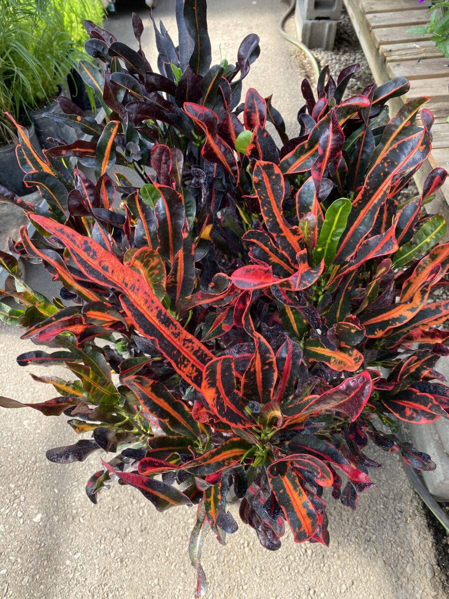Croton ‘Mammy’ (Codiaeum variegatum) (10″ pot) Tropicals/Houseplants