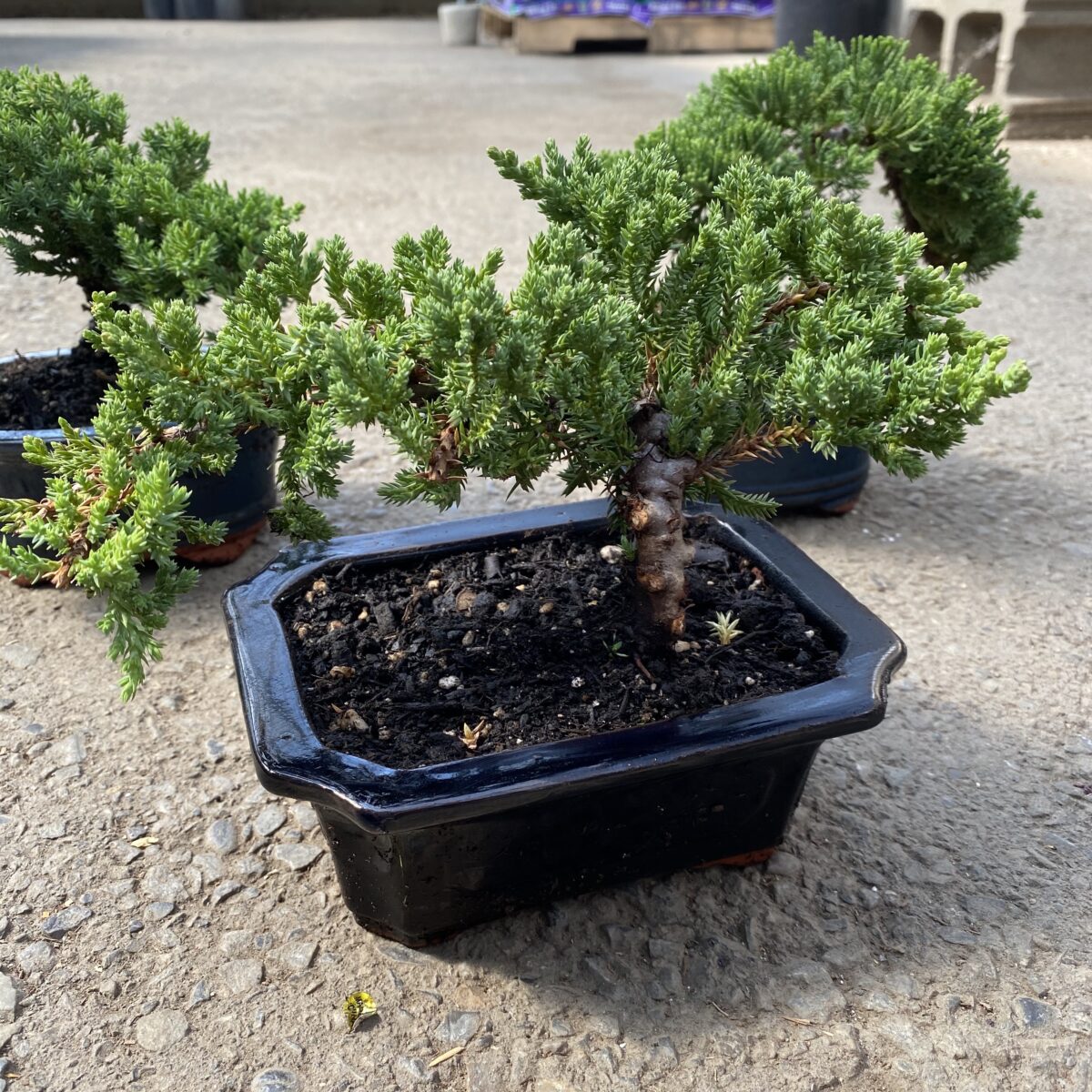 Juniper Bonsai Tree in Ceramic Pot (Assorted) Tropicals & Houseplants