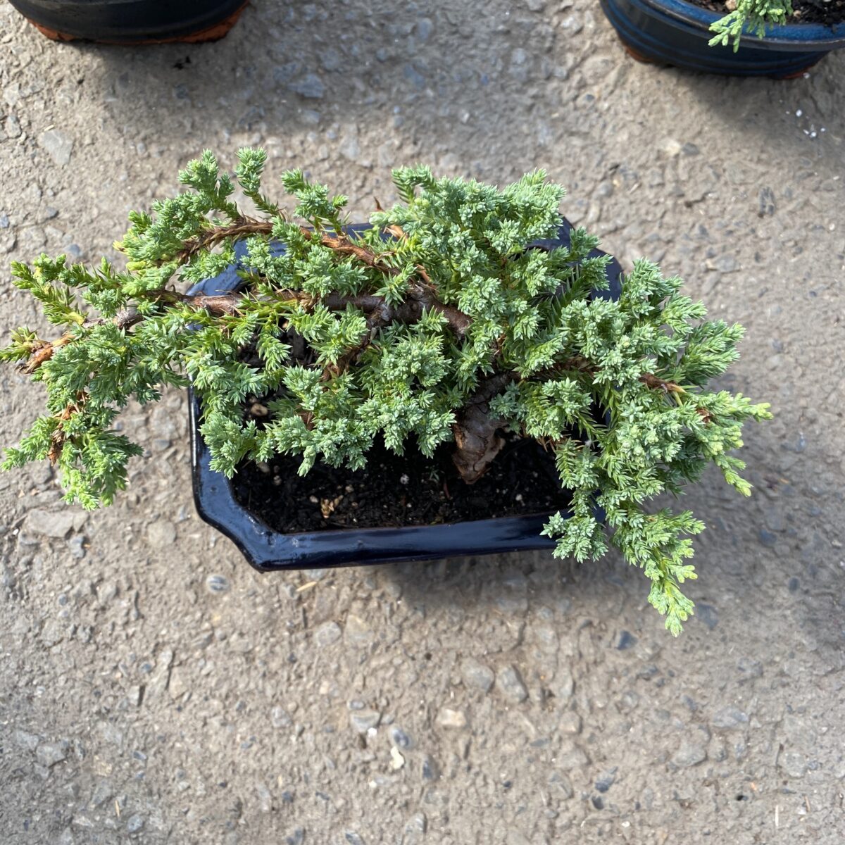 Juniper Bonsai Tree in Ceramic Pot (Assorted) Tropicals & Houseplants