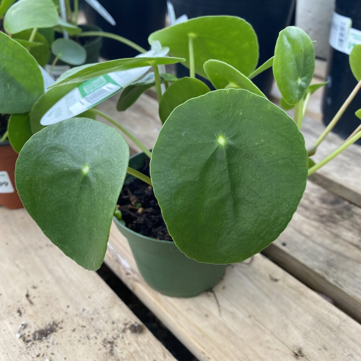 Chinese Money Plant (Pilea Peperomioides) › Anything Grows