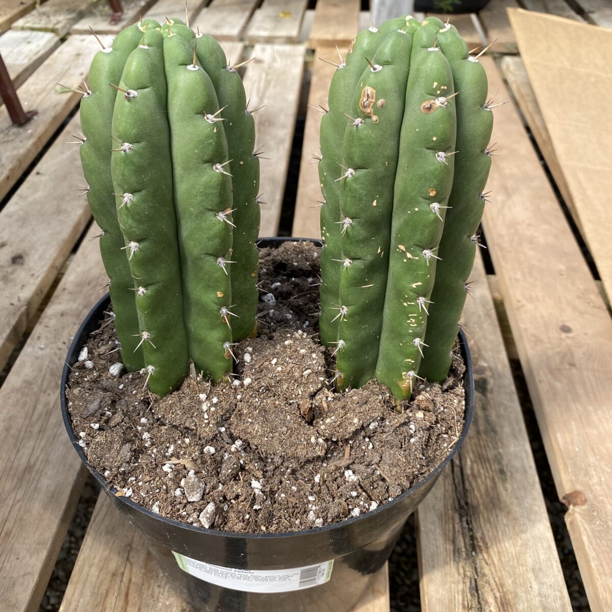 San Pedro Cactus (Trichocereus Pachanoi) Tropicals/Houseplants