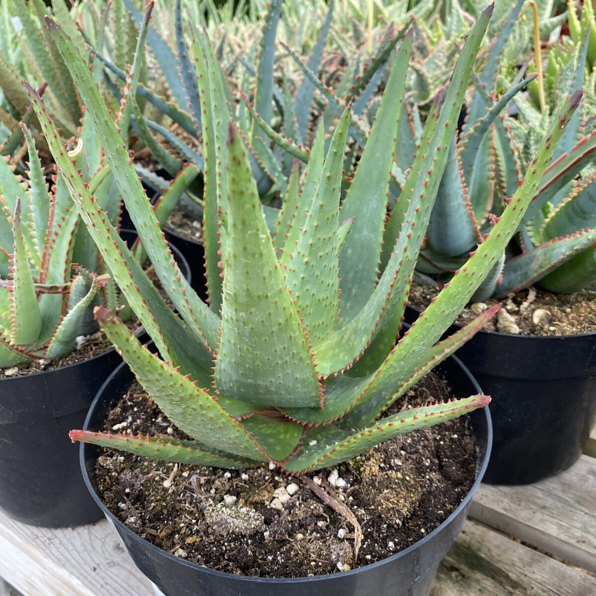 Star Aloe ‘AJR’ (Aloe Hybrid) Tropicals/Houseplants › Anything Grows