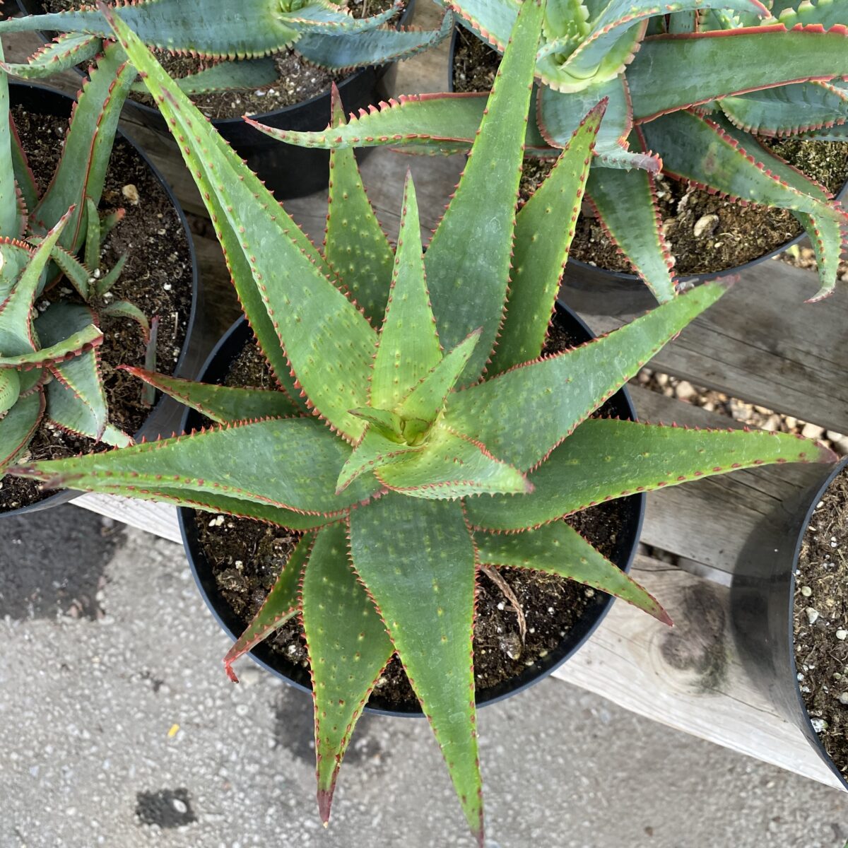 Star Aloe ‘AJR’ (Aloe Hybrid) Tropicals/Houseplants › Anything Grows