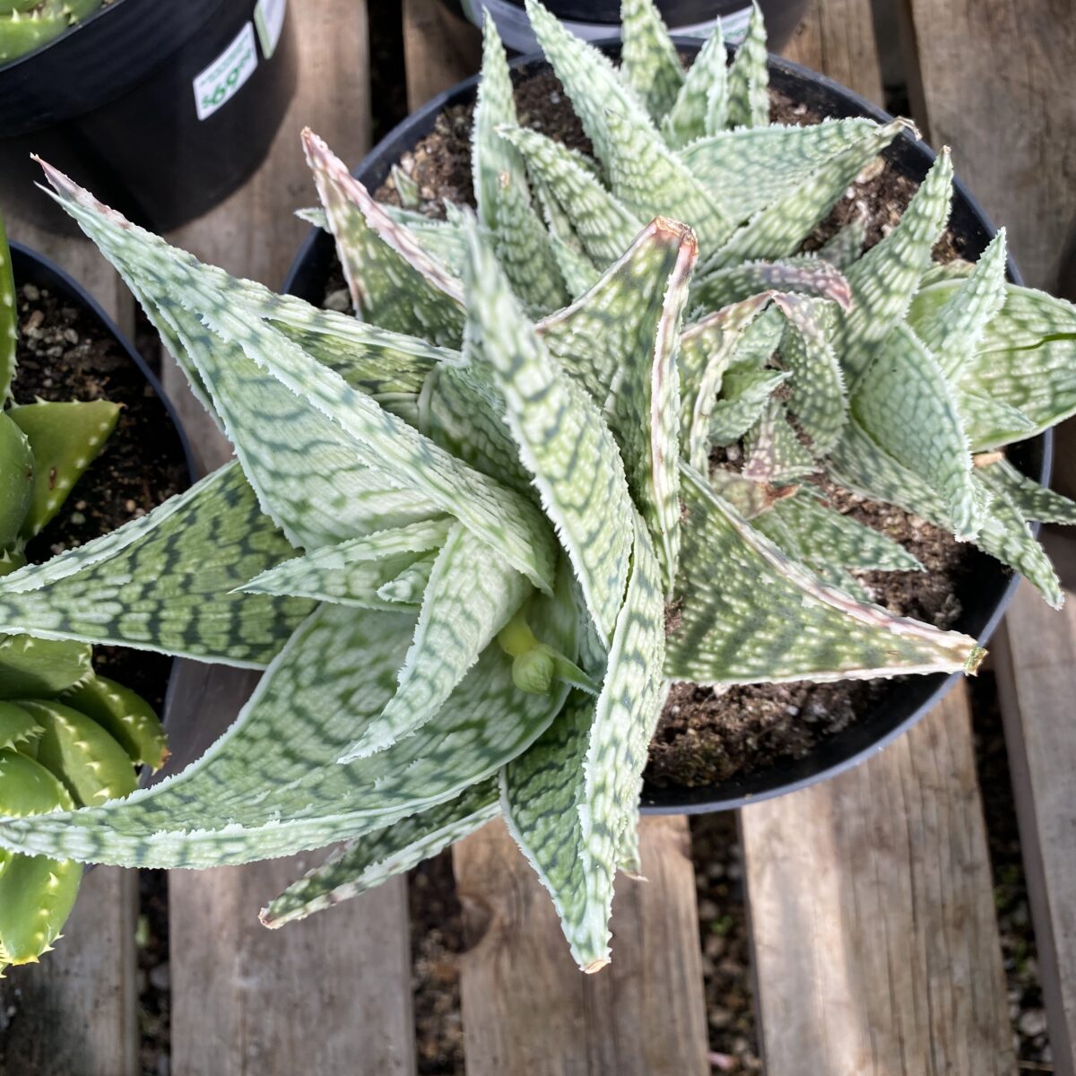 Star Aloe ‘Delta Lights’ (Aloe Hybrid) Tropicals/Houseplants