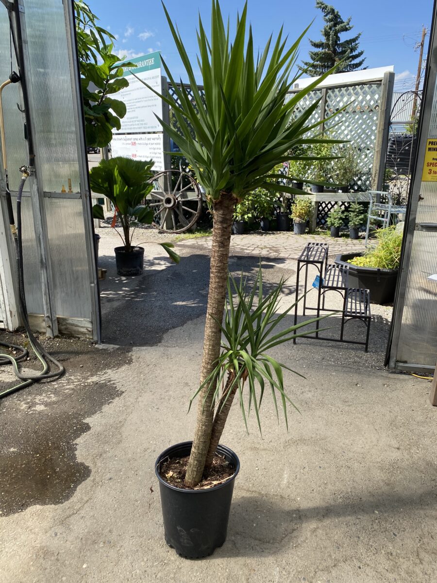 Yucca Cane Tree (Yucca Elephantipes) Patio Tropicals › Anything Grows