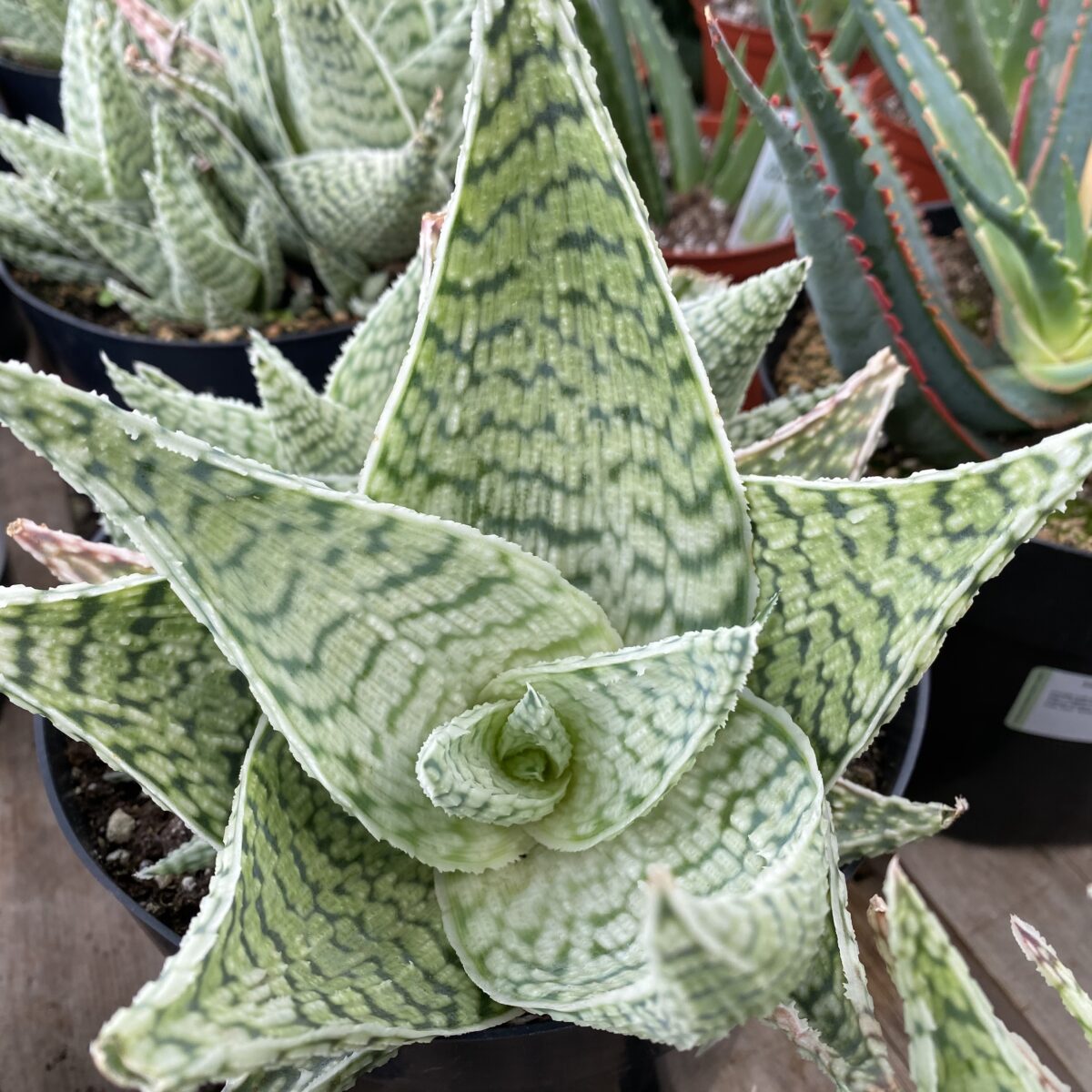 Star Aloe ‘Delta Lights’ (Aloe Hybrid) Tropicals/Houseplants