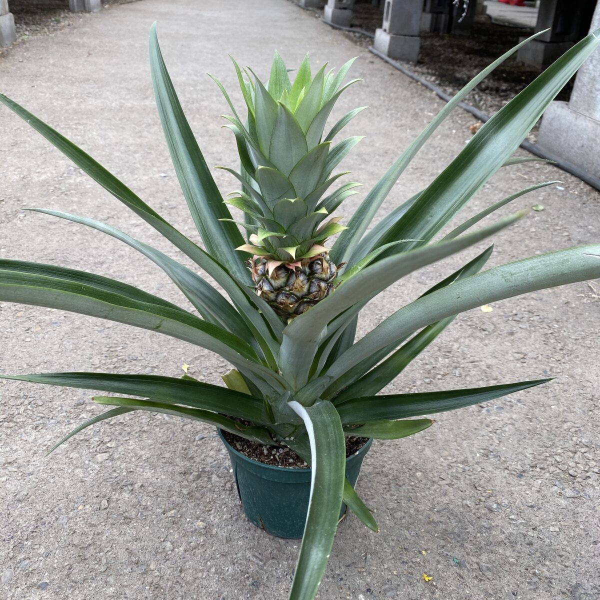 Pineapple Plant (Ananas Comosus) Tropicals & Houseplants Cochrane