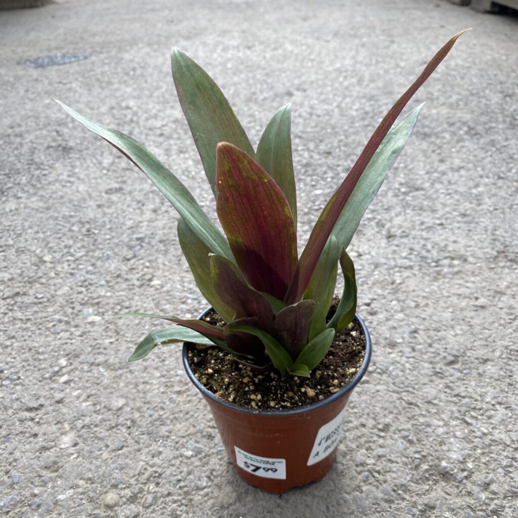 Moses In A Boat (Tradescantia Spathacea) (4″ pot) Tropicals