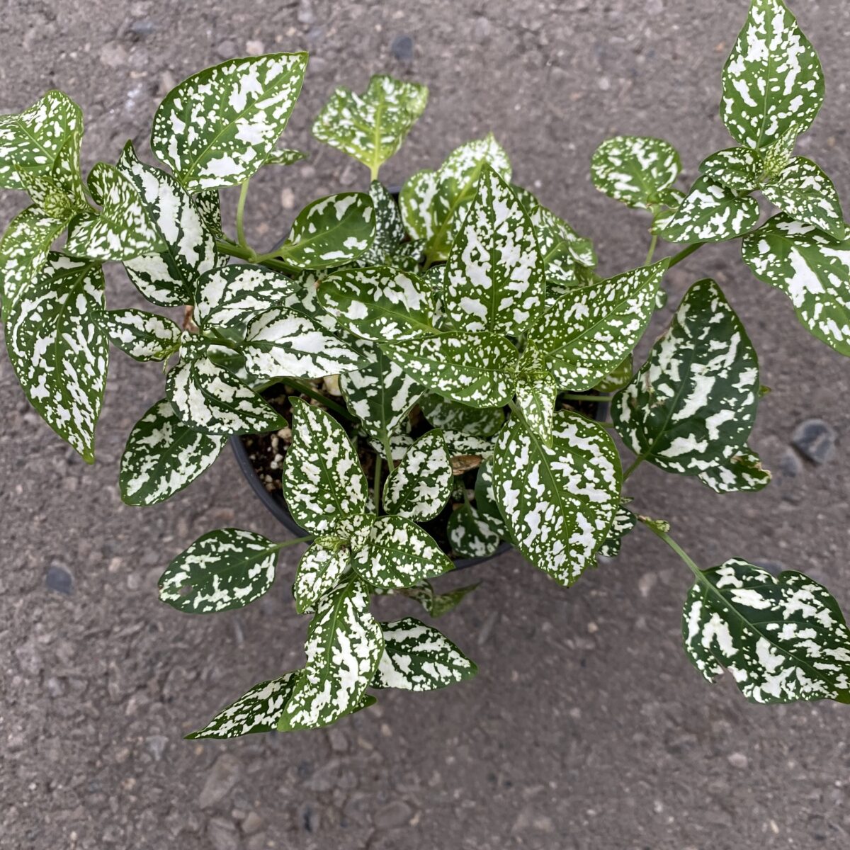 Polka Dot Plant (Hypoestes Phyllostachya) › Anything Grows