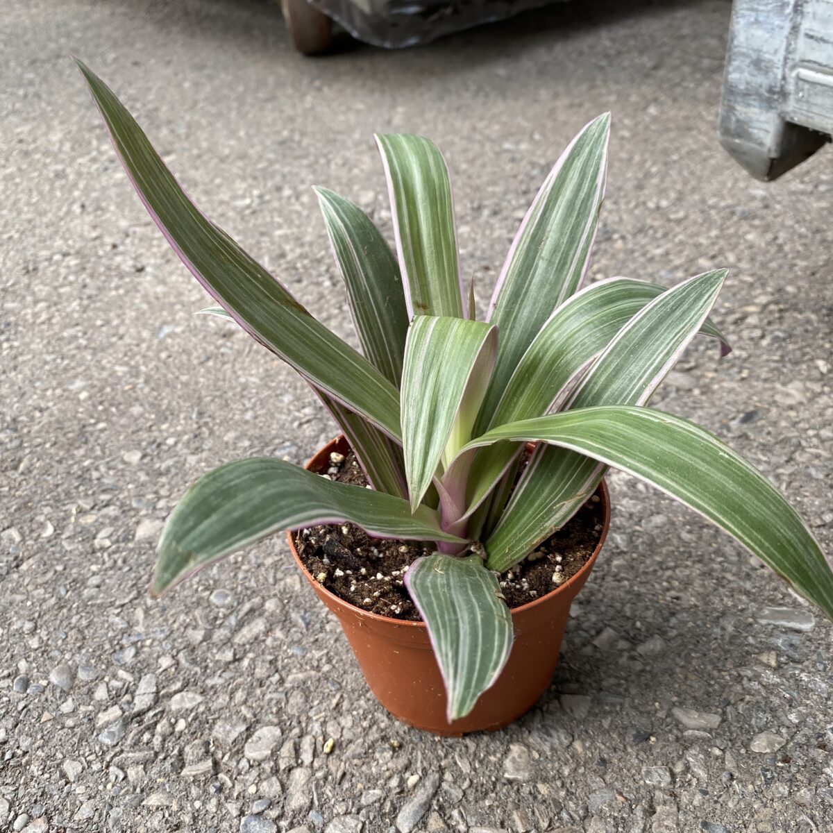 Variegated Moses In A Boat (Tradescantia Spathacea) (4″ pot