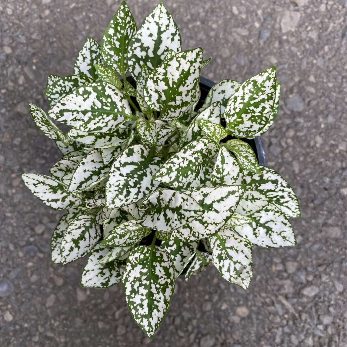 Polka Dot Plant (Hypoestes Phyllostachya) › Anything Grows