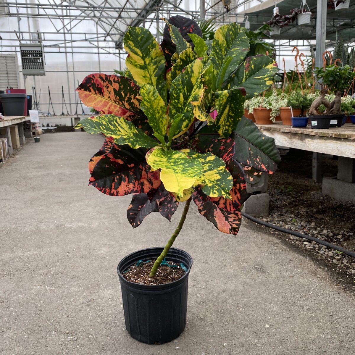 Croton ‘Magnificent’ (Codiaeum variegatum ‘Magnificent’) (10″ pot