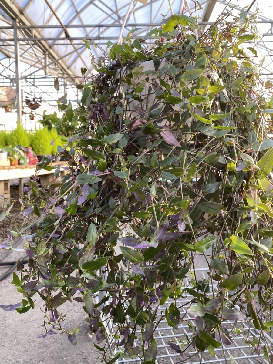 Tahitian Bridal Veil (Tradescantia Multiflora) Tropicals