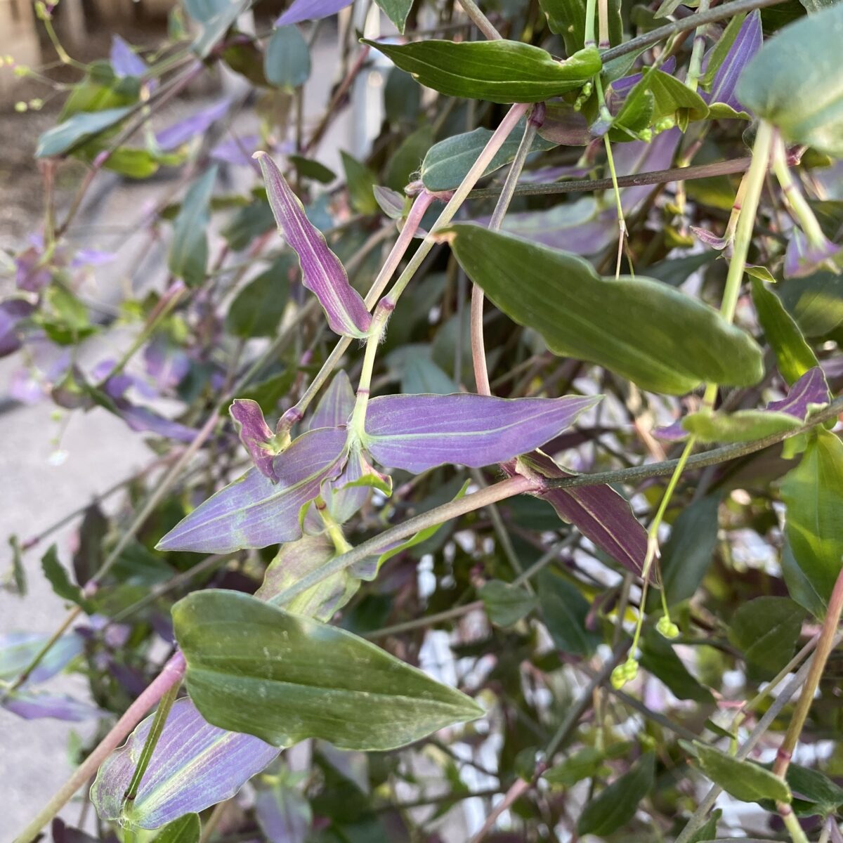 Tahitian Bridal Veil (Tradescantia Multiflora) Tropicals