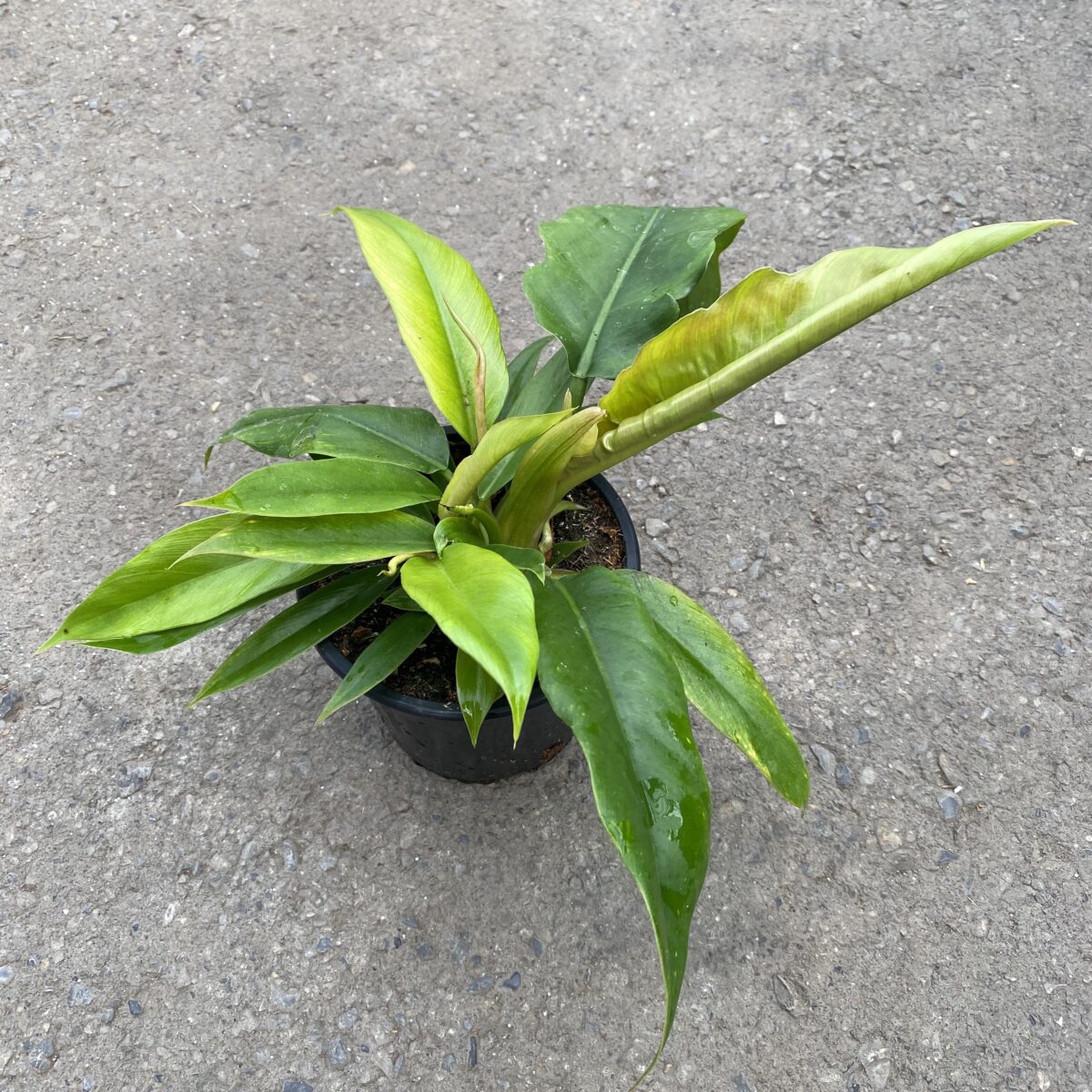 Philodendron ‘Jungle Boogie’ (Phliodendron Narrow) Tropicals