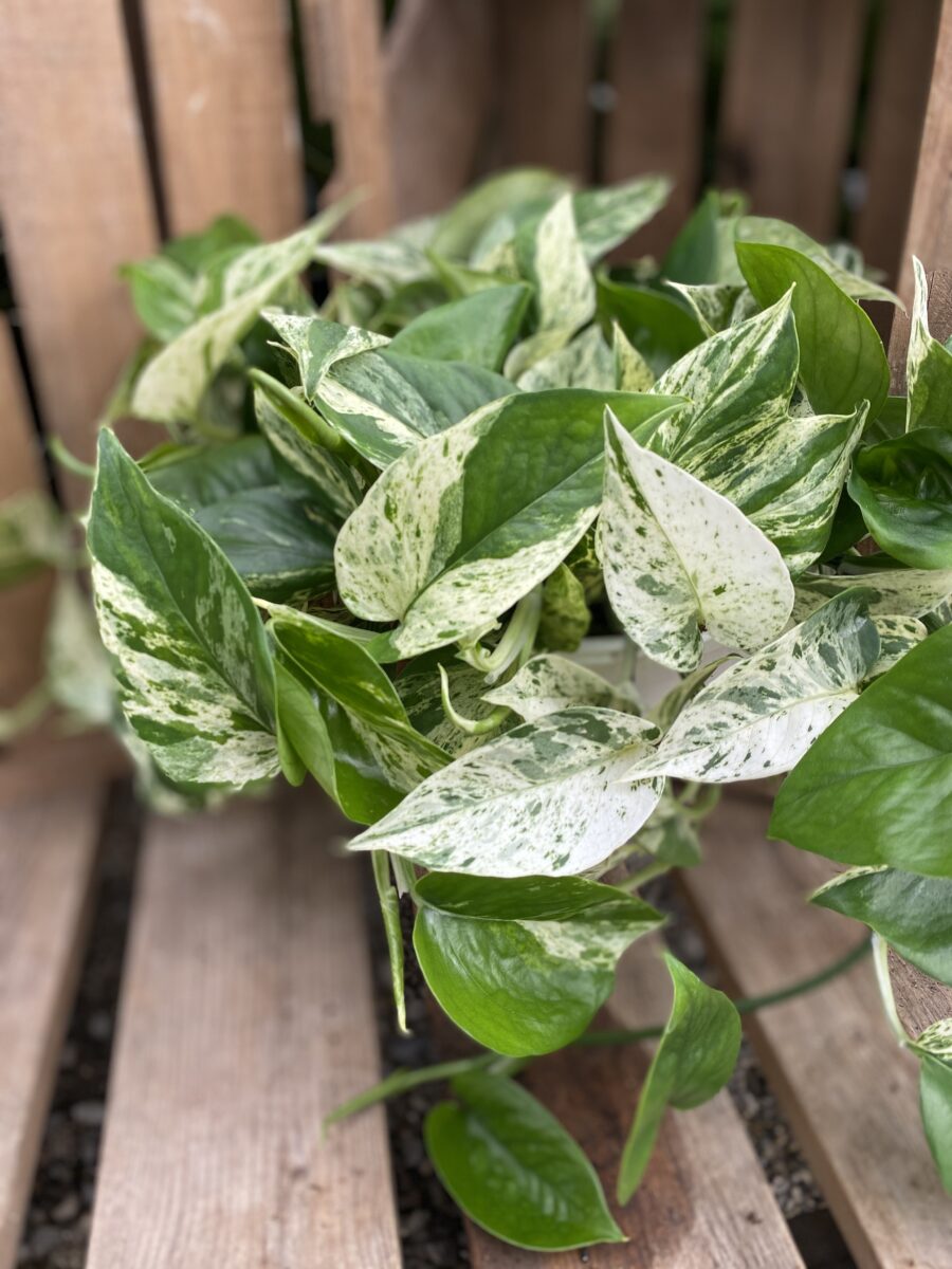 Marble Queen Pothos (Epipremunum aureum ‘Marble Queen’) Tropicals & Houseplants › Anything Grows
