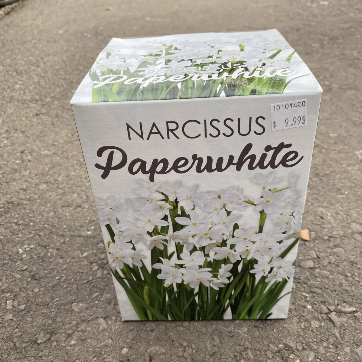Paperwhite (Narcissus) Bulb Indoor Growing Kit Indoor Bulbs