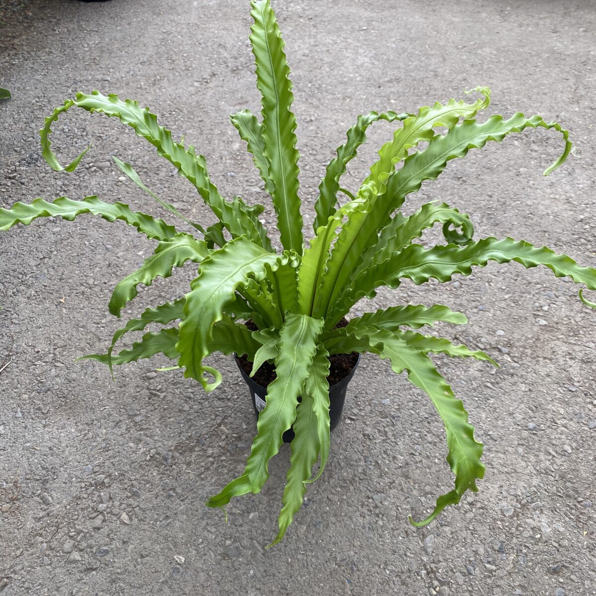 Crispy Wave Fern (Asplenium Nidus ‘Crispy Wave’) Tropicals