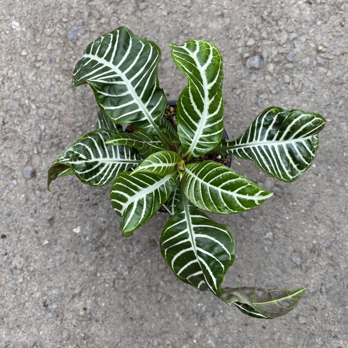Zebra Plant (Aphelandra squarrosa) Tropicals & Houseplants › Anything