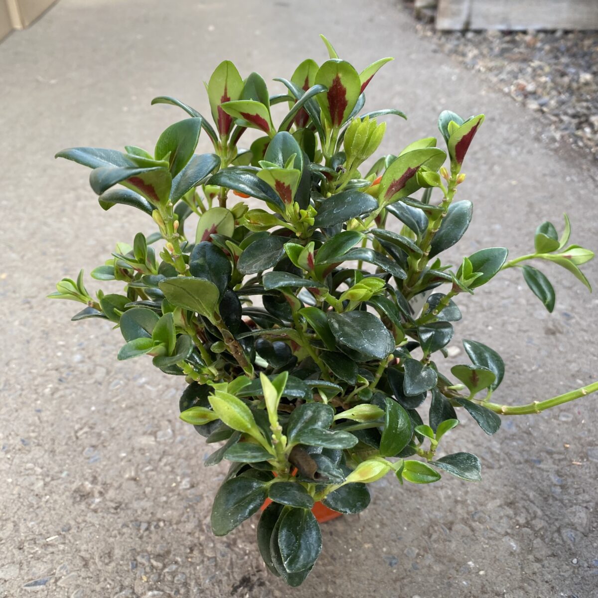 Goldfish Plant Shady Lady “Marlene” (Nematanthus ‘Marlene’) Tropicals