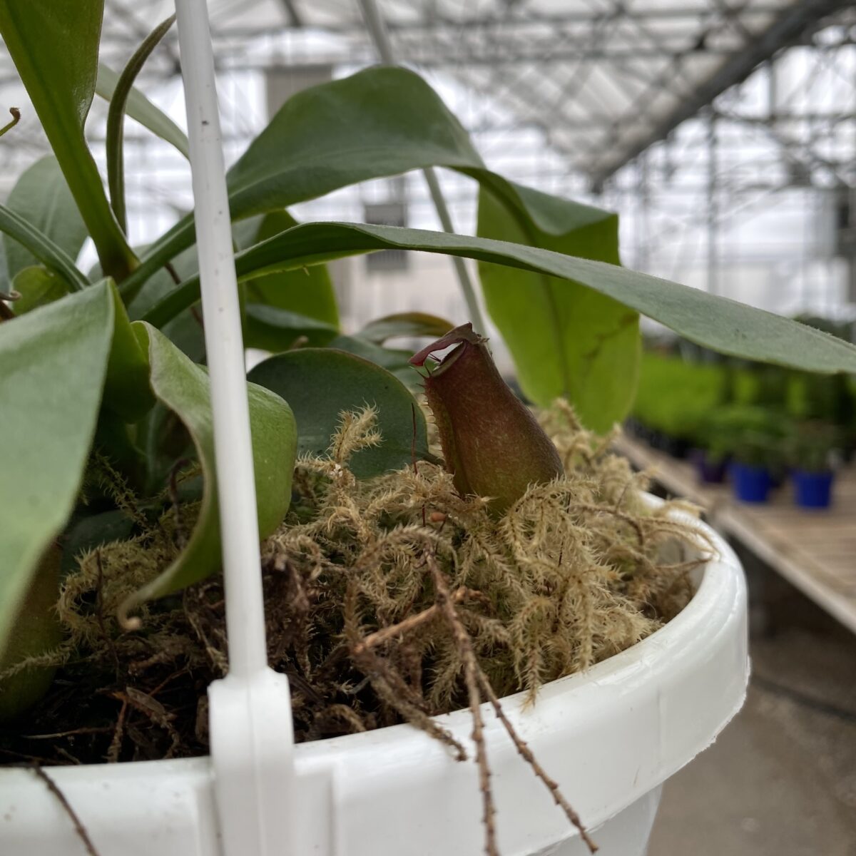 Pitcher Plant (Nepenthes Alata) Hanging Basket Carnivorous Plant