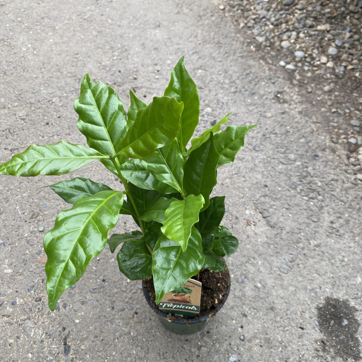 Coffee Arabica Tropicals & Houseplants Cochrane Garden Center
