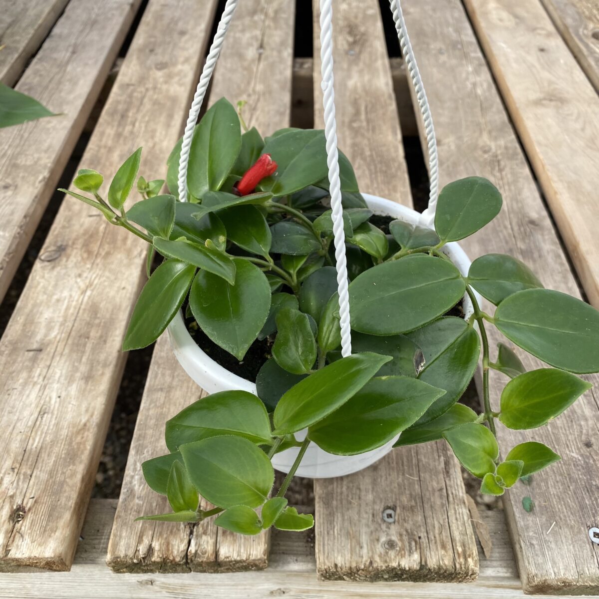 Mona Lisa Lipstick Plant (Aeschynanthus radicans ‘Mona Lisa