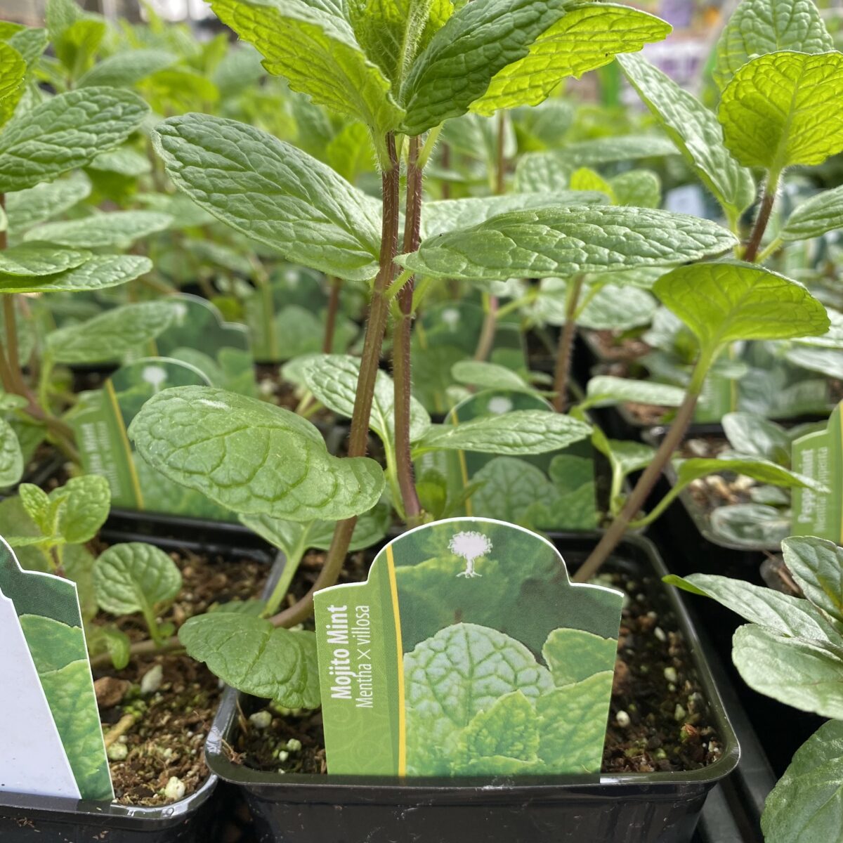 English Mint Plants (Mojito Mint / Spearmint) Culinary Herbs