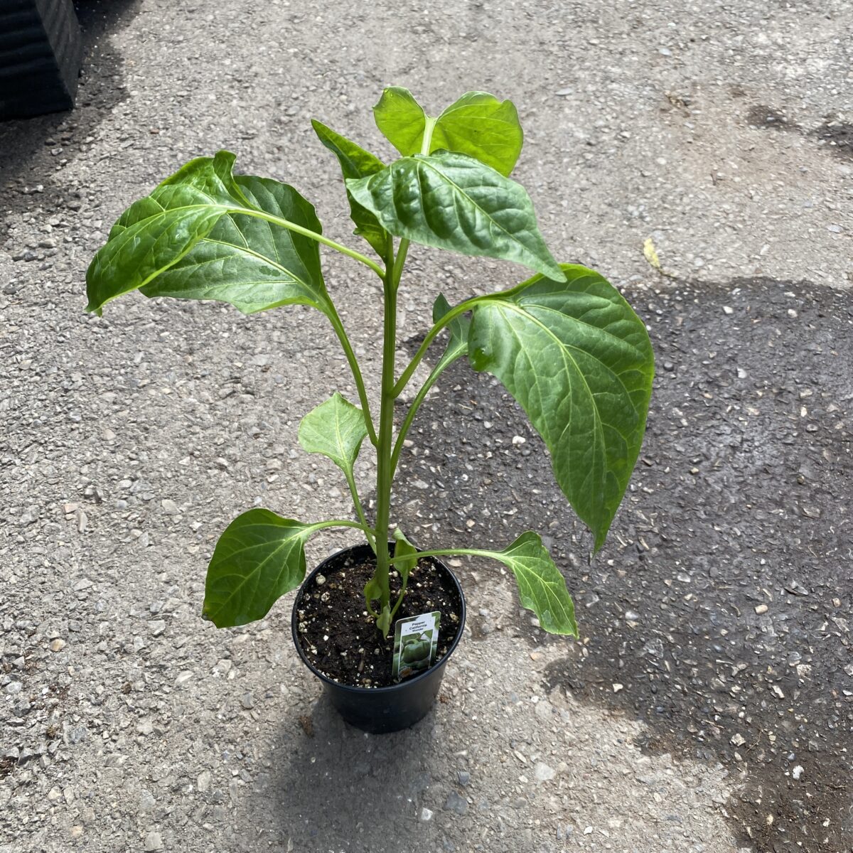 Small Pepper Plants (Assorted Varieties) Veggies 4″ pots › Anything Grows