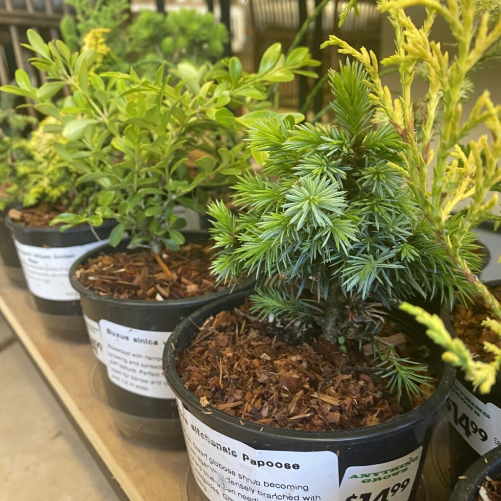 Assorted Bonsai Starter Plants Tropicals/Houseplants › Anything Grows